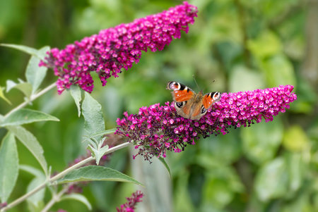 European peacock butterfly (Aglais io) perched on summer lilac in Zurich, Switzerland