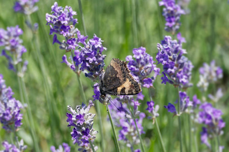 Small tortoiseshell butterfly (Aglais urticae) perched on lavender in Zurich, Switzerland