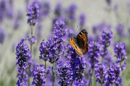 Small tortoiseshell butterfly (Aglais urticae) perched on lavender plantの写真素材
