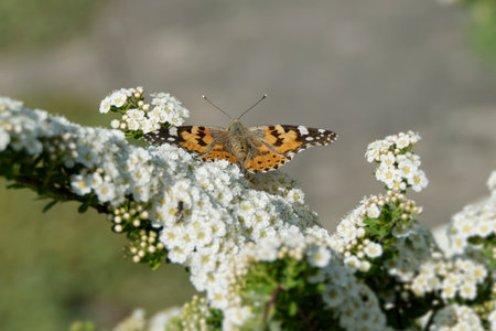Painted Lady (Vanessa cardui) butterfly sitting on a white flower in Zurich, Switzerland