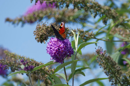 European peacock butterfly (Aglais io) perched on summer lilac in Zurich, Switzerlandの写真素材