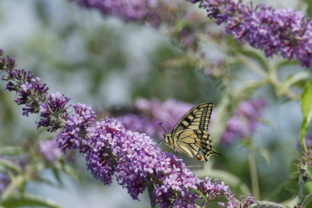 Old World Swallowtail or common yellow swallowtail (Papilio machaon) sitting on summer lilac in...