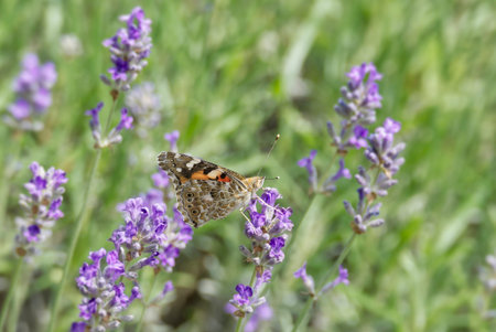 Painted Lady butterfly perched on lavender in Zurich, Switzerland