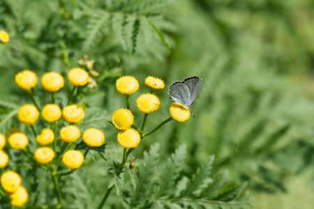 Holly Blue (Celastrina argiolus) butterfly with closed wings perched on a yellow flower in Zurich,...