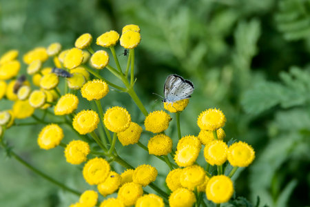 Holly Blue (Celastrina argiolus) butterfly with closed wings perched on a yellow flower in Zurich, Switzerlandの写真素材