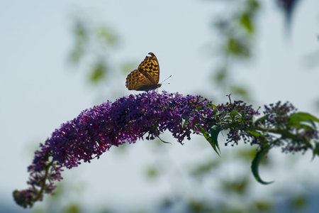 Silver-washed Fritillary (Argynnis paphia) butterfly sitting on summer lilacの写真素材