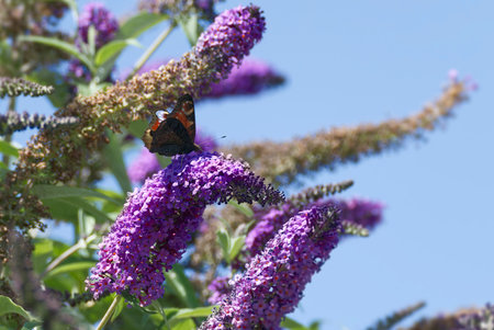 European peacock butterfly (Aglais io) perched on summer lilac in Zurich, Switzerland