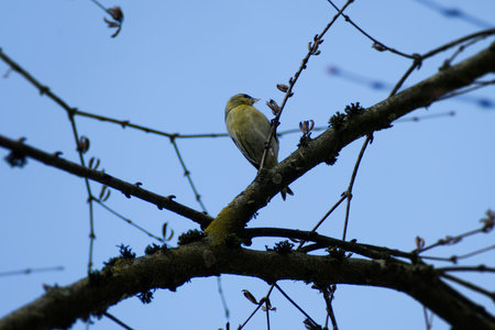 Eurasian Siskin (Spinus spinus) sitting on a tree branch in Zurich, Switzerland