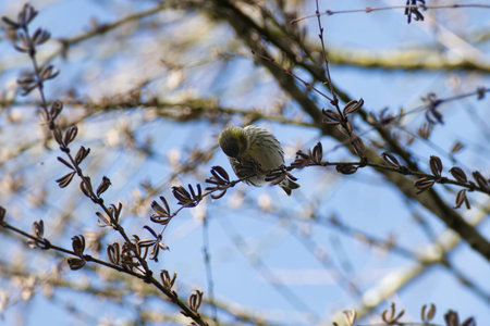 Eurasian Siskin (Spinus spinus) sitting on a tree branch in Zurich, Switzerlandの写真素材