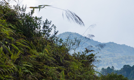 closeup of fern infront of hills of cameron highland tea plantationの写真素材