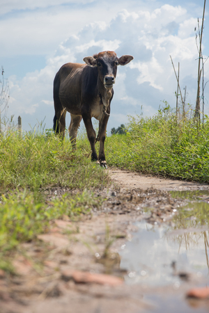 cow standing on a muddy road on the field in myanmar near bagoの写真素材