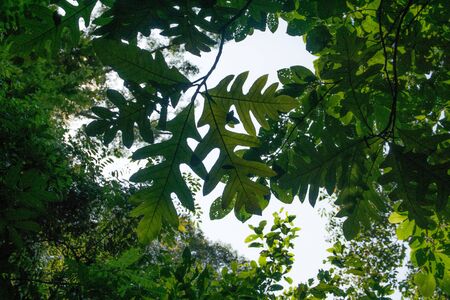 view of branch from below with big leaves, rainforst vegetation in malaysiaの写真素材