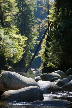 quiet stream in lynn valley Vancouver on a sunny afternoonの写真素材