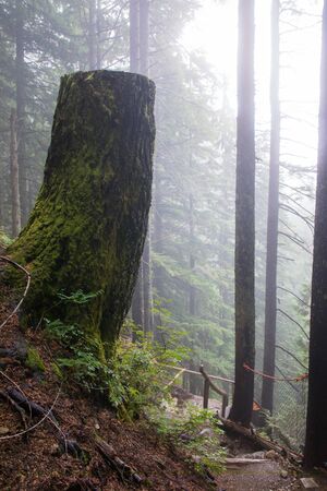 foggy forest, tree stump hovering over the grouse grind trail in north Vancouver, canadaの写真素材