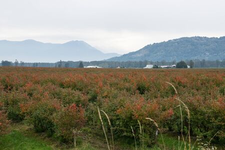 mountains in a valley with big fields filled with red bushes in the fall, Canada road tripの写真素材