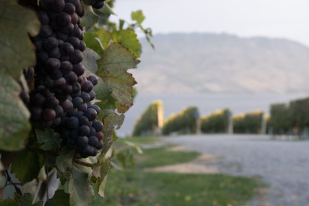 close up of grapes in vineyard in okanagan valley canadaの写真素材