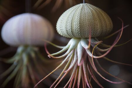 creative succulent decoration in a sea urchin shellの写真素材