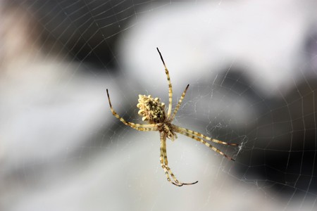 Spider in a netの写真素材