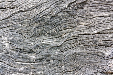 Old tree trunk with old wrinkled woodの写真素材