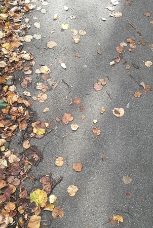 Street with sunlight and autumn leavesの写真素材