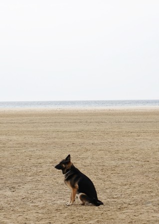 German shepherd sitting on the sand on a beachの写真素材
