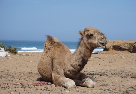 Camel sitting in sand in Moroccoの写真素材
