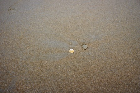 Seashell and stone on the beachの写真素材