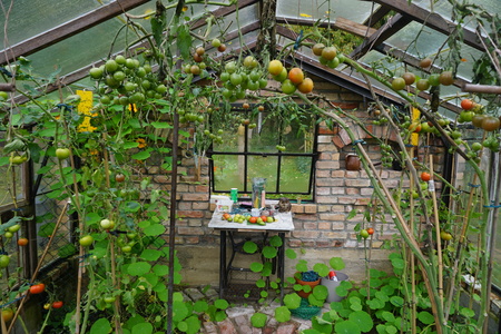 Greenhouse with bricks and tomatoesの写真素材