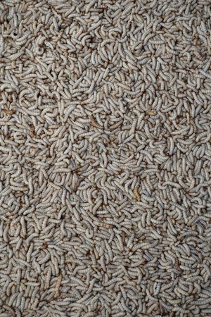 Market in Laos with white worms larvae insectsの写真素材