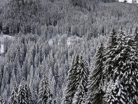 Winter wonderland in the alps with snow and conifersの写真素材