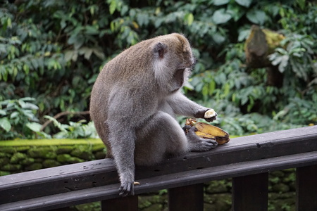 Monkey eating in Bali Indonesia with plants in the backの写真素材