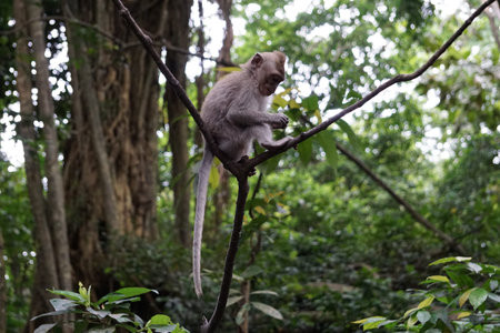 Monkey eating in Bali Indonesia with plants in the back
