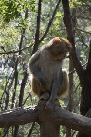 Portrait of a monkey in the forest of Chinaの写真素材