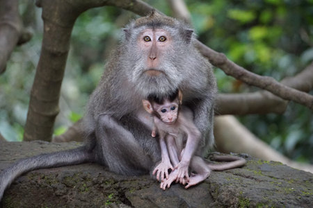 Mother monkey sitting with her baby in the jungle