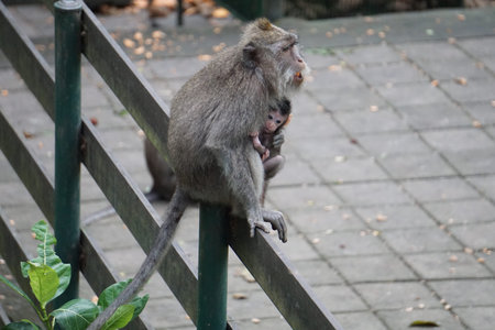 Mother monkey cuddling and holding her baby