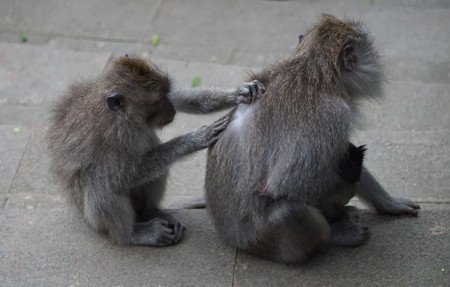 Monkeys delousing each other sitting on the groundの写真素材