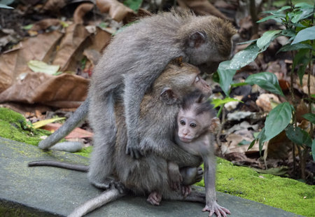 Three monkey sitting close together on a wall