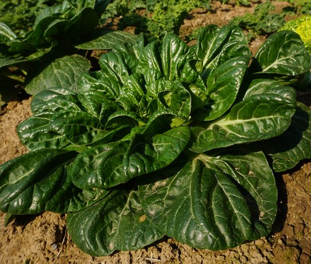 Growing Cabbage and lettuce on a bed on a farmlandの写真素材