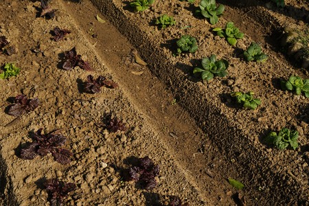 Growing Cabbage and lettuce on a bed on a farmlandの写真素材