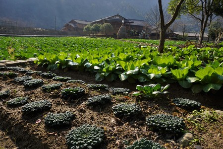 Growing Cabbage and lettuce on a bed on a farmlandの写真素材