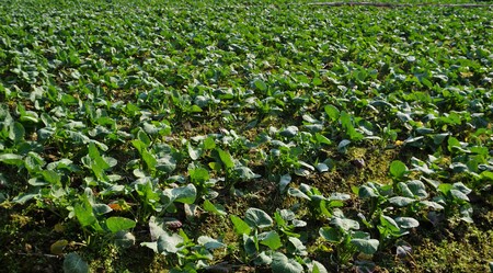 Growing Cabbage and lettuce on a bed on a farmlandの写真素材