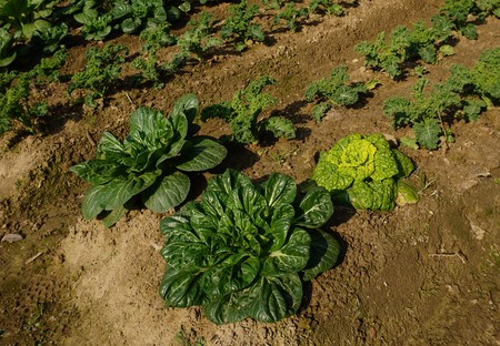 Growing Cabbage and lettuce on a bed on a farmlandの写真素材
