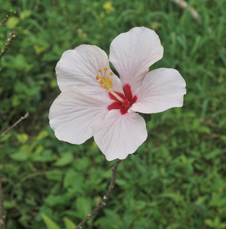 Flower hibiscus rose and red in Bali Indonesiaの写真素材