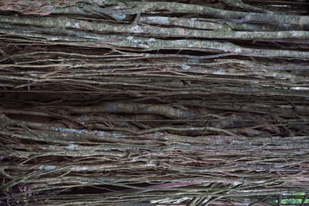 Long roots on old tree in Bali Indonesiaの写真素材