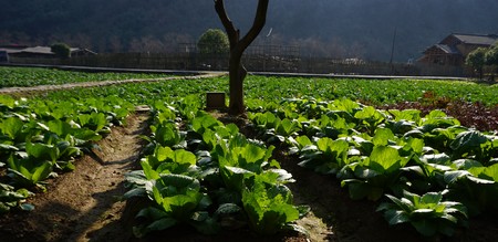 Bed of cabbage and salad on a field in the sunの写真素材