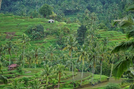 Jungle view very green Rice field Bali with clouds and palm treesの写真素材