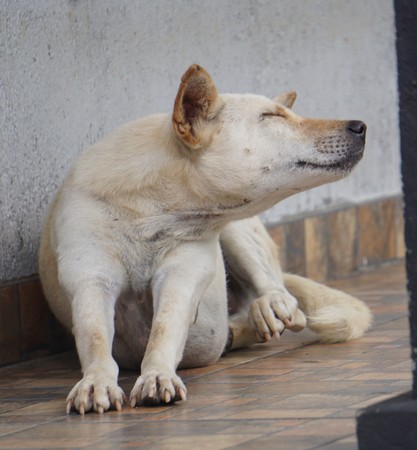 Scratching large white blonde dog lying on the floor in front of the houseの写真素材