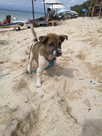 Little puppy dog playing on the beach with sand on its noseの写真素材