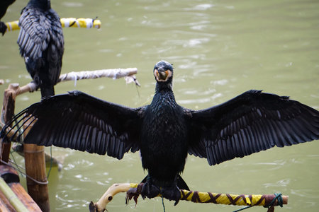 spread wings Cormorant birds cormorants family black shiny feathers on boat in river