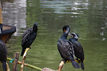 Cormorant birds cormorants family black shiny feathers on boat in riverの写真素材